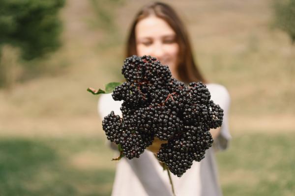 Importance of Elderberry Supplement for your health!